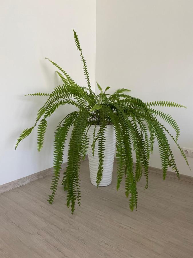 Alūksne Centra Apartamenti מראה חיצוני תמונה